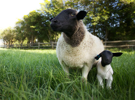 The Biggest Little Farm – John Chester