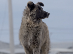 Fireland Dogs (2019)