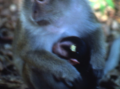 Images From the Field: Baboons (1997)