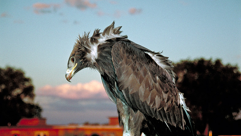 Itam Hakim Hopiit - Victor Masayesva, Jr. (1984)