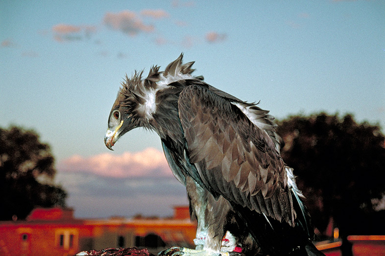 Itam Hakim Hopiit - Victor Masayesva, Jr. (1984)