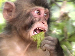 Macaques (2008)