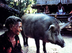 Man Without Pigs (1990)
