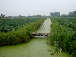Return to the Brouck: The Fenland, 40 Years On (2011/1972)