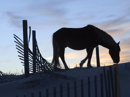 Sea Horse - Cozette Russell