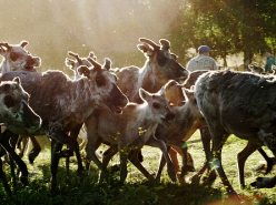 The Last Yoik in Saami Forests?