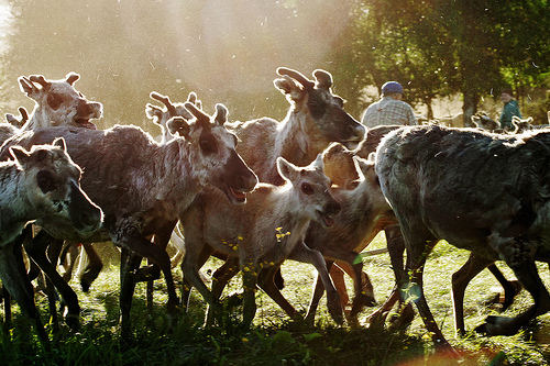 The Last Yoik in Saami Forests?