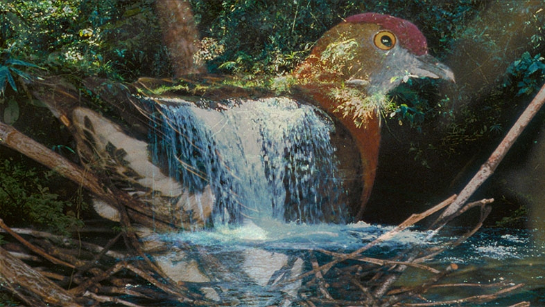 Steven Feld's Voice of the Rainforest at Harvard Art Museums